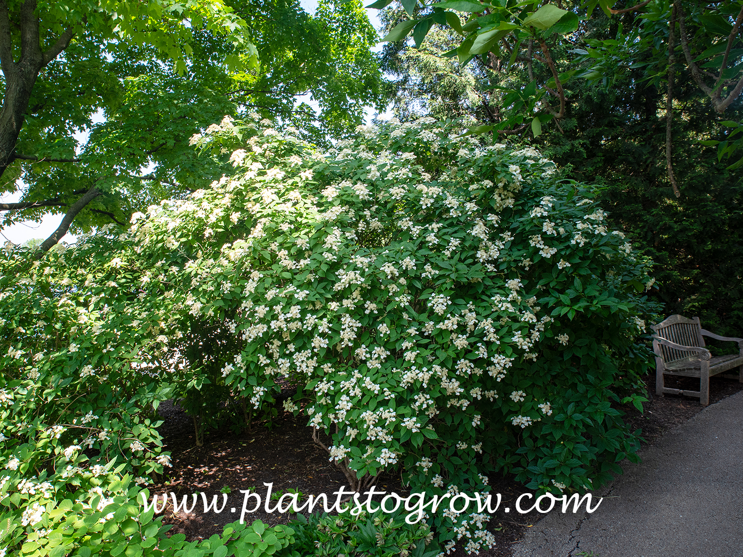 Bretschneideri Shaggy Hydrangea